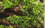 Laden Sie das Bild in den Galerie-Viewer, Riccardia chamedryfolia - Korallenmoos
