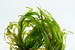 Blyxa japonica -  In Vitro