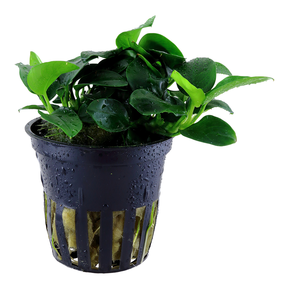 Anubias barteri Petite