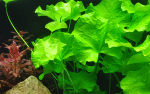 Nymphoides hydrophylla ´Taiwan´- Flipper Lotus