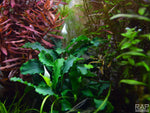 Laden Sie das Bild in den Galerie-Viewer, Bucephalandra pygmaea `Wavy Green`
