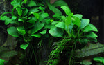 Laden Sie das Bild in den Galerie-Viewer, Anubias barteri Petite
