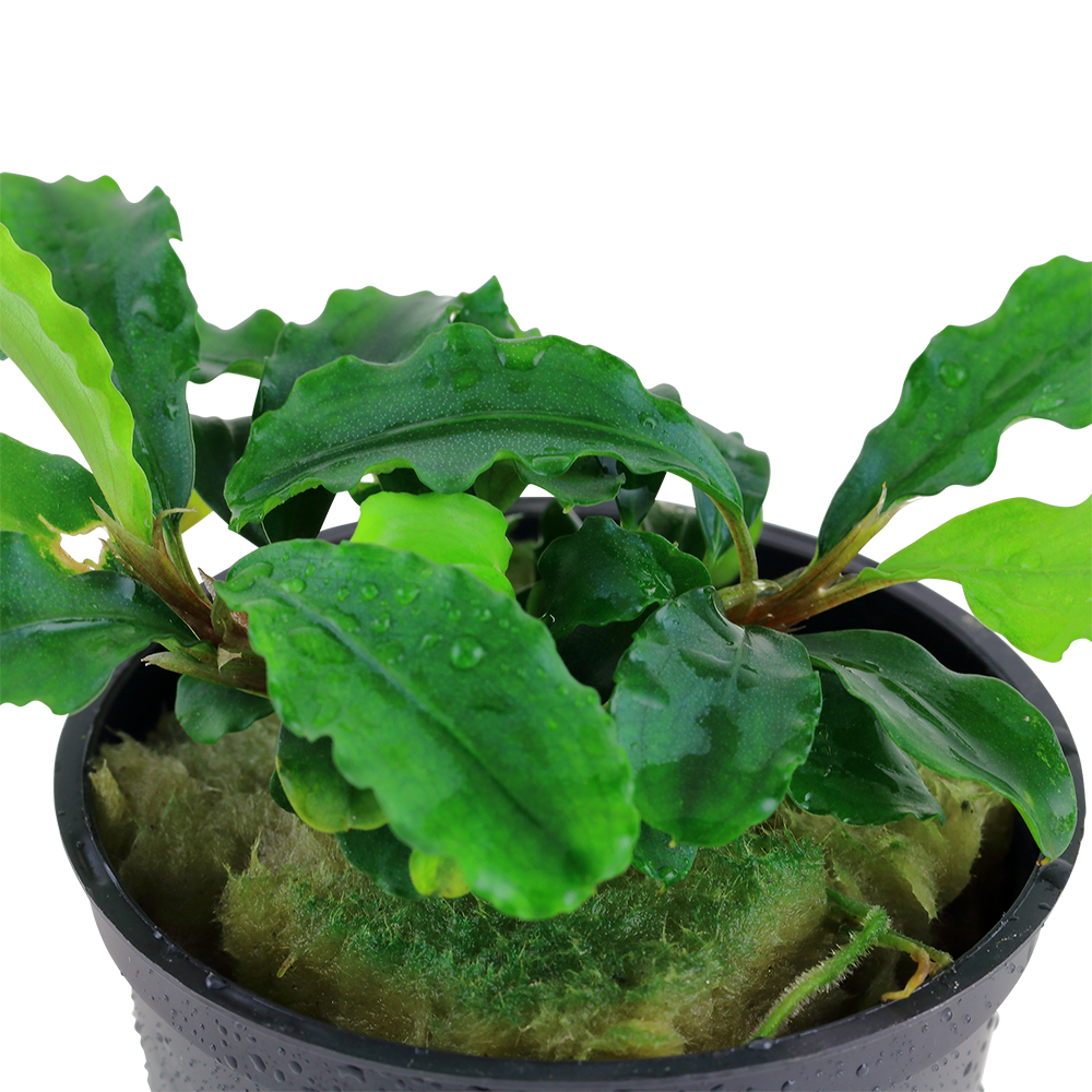 Bucephalandra pygmaea `Wavy Green`