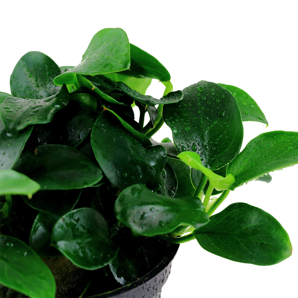 Anubias barteri Petite