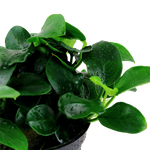 Laden Sie das Bild in den Galerie-Viewer, Anubias barteri Petite
