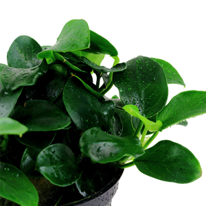 Anubias barteri Petite