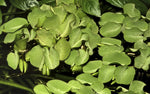 Laden Sie das Bild in den Galerie-Viewer, Salvinia auriculata - Schwimmpflanze - In Vitro
