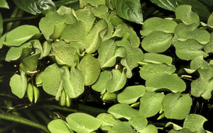 Salvinia auriculata - Schwimmpflanze - In Vitro