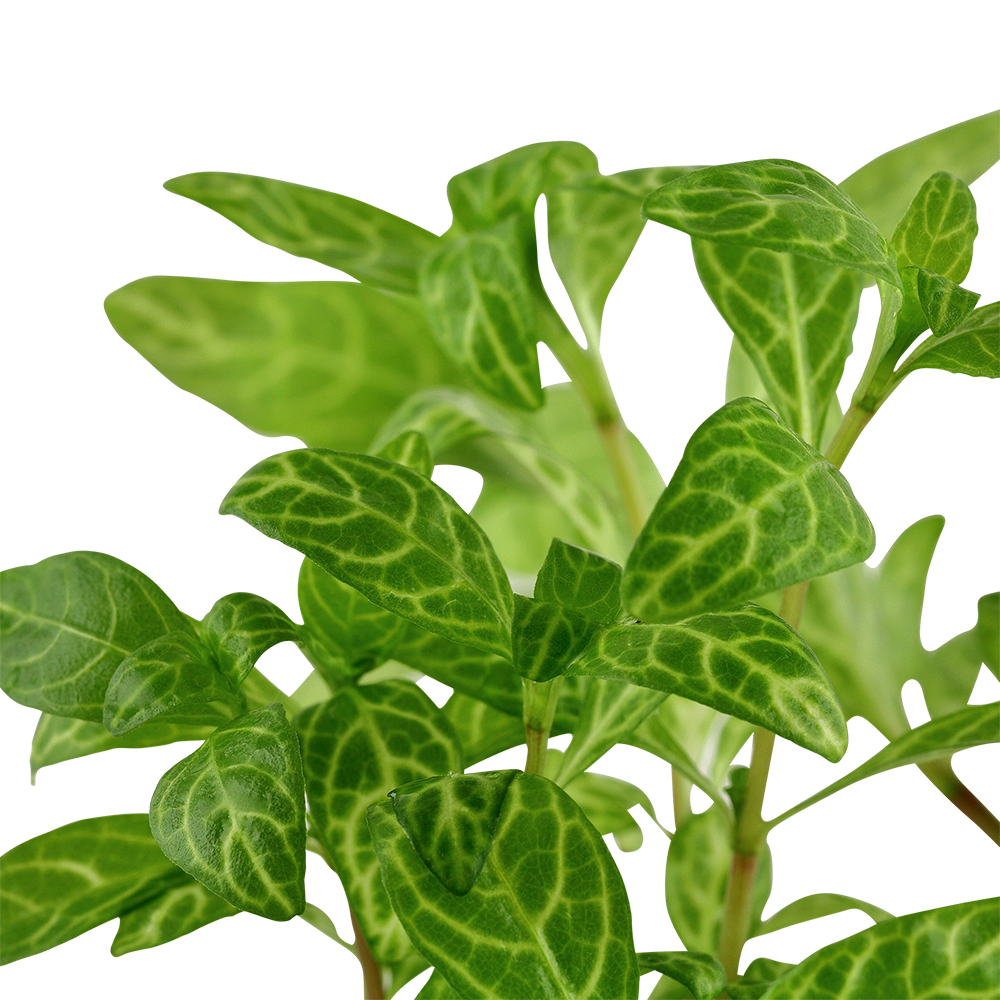 Hygrophila polysperma 'Rosanervig' - Topfpflanze