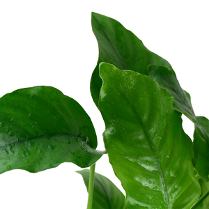 Anubias barteri var. barteri