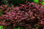 Laden Sie das Bild in den Galerie-Viewer, Ludwigia palustris ´super red´ - kleine tiefrote Ludwigie
