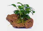 Laden Sie das Bild in den Galerie-Viewer, Anubias nana Bonsai - Bonsai Speerblatt - Topfpflanze
