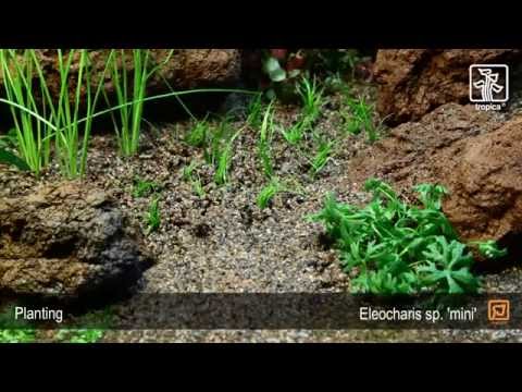 Eleocharis pusilla vormals Eleocharis acicularis "Mini" - Mini-Nadelsimse