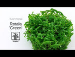 Laden und Abspielen von Videos im Galerie-Viewer, Rotala rotundifolia ´Green´- Grüne Rotala

