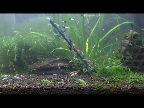 Shrimp Lollies - Moringa Power