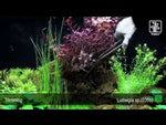 Laden und Abspielen von Videos im Galerie-Viewer, Ludwigia palustris ´super red´ - kleine tiefrote Ludwigie
