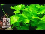 Laden und Abspielen von Videos im Galerie-Viewer, Nymphoides hydrophylla ´Taiwan´- Flipper Lotus
