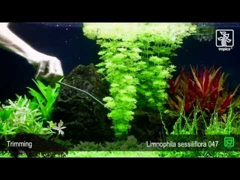 Limnophila sessiliflora - Blütenstielloser Sumpffreund