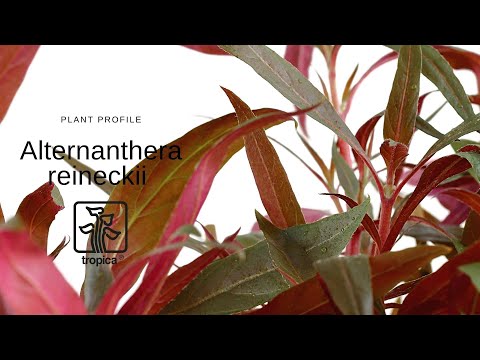 Alternanthera reineckii  'Pink' - Rosa Papageienblatt