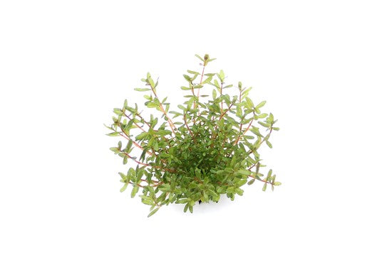 Rotala Rotundifolia ´Laos`- Topfpflanze