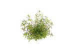 Laden Sie das Bild in den Galerie-Viewer, Rotala Rotundifolia ´Laos`- Topfpflanze
