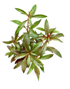 Ludwigia Glandulosa - Topfpflanze