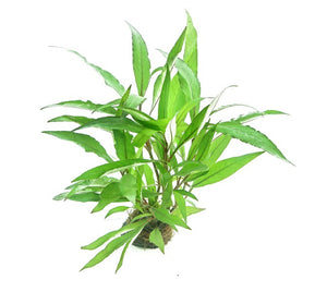 Hygrophila Corymbosa ´Thailand - Topfpflanze