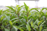 Laden Sie das Bild in den Galerie-Viewer, Hygrophila Corymbosa ´Thailand - Topfpflanze
