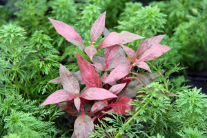 Alternanthera Reineckii ´Red Ruby - Topfpflanze