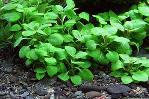 Lobelia Cardinalis ´Mini´- Topfpflanze