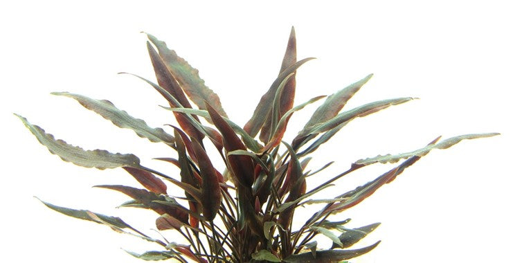 Cryptocoryne Lutea - Topfpflanze