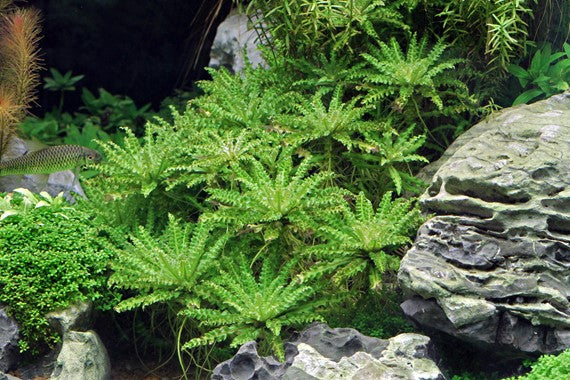 Pogostemon helferi - Topfpflanze