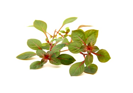 Ludwigia palustris 'Super Red' - Topfpflanze