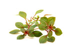 Laden Sie das Bild in den Galerie-Viewer, Ludwigia palustris &#39;Super Red&#39; - Topfpflanze
