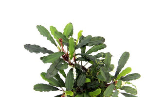 Bucephalandra pygmaea 'Bukit Kelam' - Topfpflanze