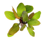 Laden Sie das Bild in den Galerie-Viewer, Echinodorus Ozelot - Topfpflanze

