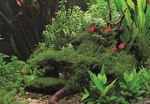 Taxiphyllum barbieri