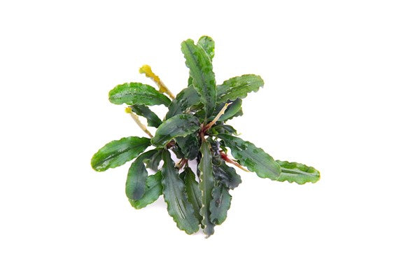 Bucephalandra pygmaea 'Bukit Kelam' - Topfpflanze
