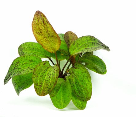 Echinodorus Ozelot - Topfpflanze