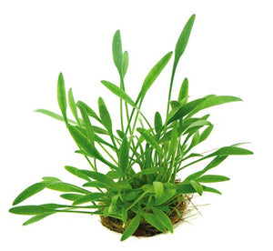 Cryptocoryne parva - Topfpflanze