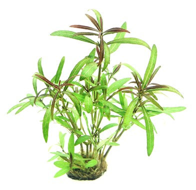 Hygrophila lancea Áraguaia`