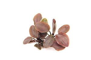 Lagenandra meeboldii 'Red'  - Topfpflanze